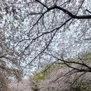 비오는날 진해 벚꽃 이미지