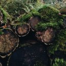 생의 한가운데에서 죽음의 한가운데로 이미지