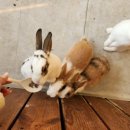 청성목장 이미지