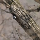 하호분교 이미지