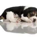 사송 동물 메디컬센터 이미지