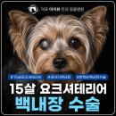 서울동물병원 | 서울 안과 동물병원 마포 아이뷰, 노령견 백내장 치료사례 후기