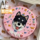 트렌독 이미지