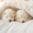 25시동물의료센터 이미지