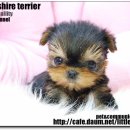 똥강아지 이미지