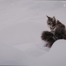 초원동물병원 네이버블로그