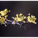 산수유꽃(층층나무과(層層―科 Cornaceae)에 속하는 낙엽교목,) 이미지