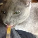 펫플러스(Pet Plus) 이미지