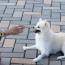 데이즈동물의료센터 이미지