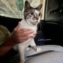 P-6106 | 고양이와 함께 프랑스로 가기 🐱✈️ 서류준비, 항체검사, 비행기탑승, 파리 도착까지 상세 후기