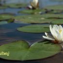 บัวขาว / White Water Lily 이미지