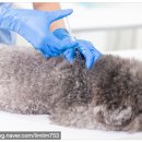 정자현대동물병원 이미지