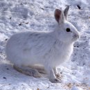 김성태 농장 | 360도 보는 토끼의 눈…유일하게 못 보는 곳 딱 하나 있다