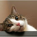 퍼스트 동물메디컬 센터 이미지