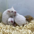 메리펫샵 이미지