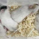 햄스테라