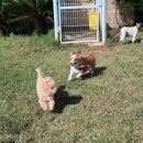 제주펫스쿨 이미지