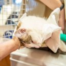 송파새날동물병원 이미지