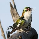 디데릭뻐꾸기 [Emerald Green Diederik Cuckoo] 이미지