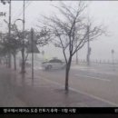 고니나라 조선일보