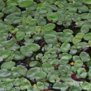 연못들2 이미지