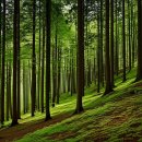 동두천시 교통장애인협회 | 자연휴양림 예약 추천 신축 장태산 국립 용인 온빛 동두천 완벽 가이드