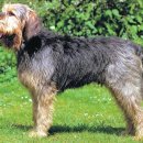 Otter(오터) 이미지