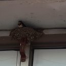 고양밥할머니공원 이미지