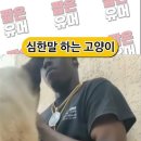 심한말 하는 고양이 이미지