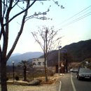 다실산유화