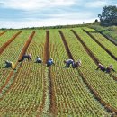 감자마을 이미지