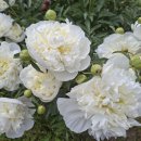 거짓은 망국의 1호 병폐다 이미지