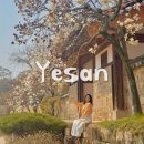 예산종합터미널 | 예산 추사고택 수선화 명소 개화 상황 충남 봄꽃 나들이