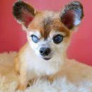 눈이부시개 | 주안애견미용 [눈이부시개] 치와와 노견미용 후기 믿고 맡긴 하루