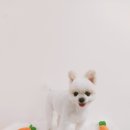 미소댕댕 이미지