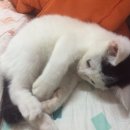 샘물집 이미지