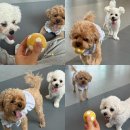 오마이구미 | [부산/명지] 애견 실내 놀이터, 오마이구미 방문 후기 🐶