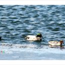 청도천6 이미지