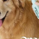 그린펫클럽 이미지