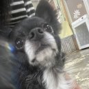 행복한아이세상 | 인천 유기견 보호소 행복한 유기견 세상 봉사 후기 행유세🐾