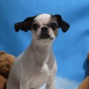 방울이네 펫살롱 이미지