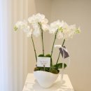 화이트헤어샵 이미지