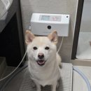 배변의기술 | 강아지 배변패드 추천, 자동물세척으로 간편하게 사용하는 멍멍쉬