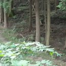 예향천리마실길 2코스 편백숲길 이미지