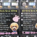누렁이도 찰스로 애견샵 이미지