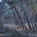 경주삼릉 소나무 숲 이미지