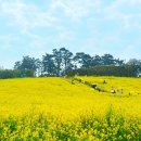 지엠대우부안바로정비 | 부안 수성당 유채꽃밭! 바다와 유채꽃이 만나는 곳 - 완벽 가이드 2026🌼