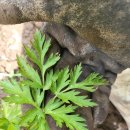 하묘농장 이미지