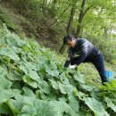 농부의 자연식 이미지