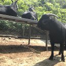 엄지농장 이미지